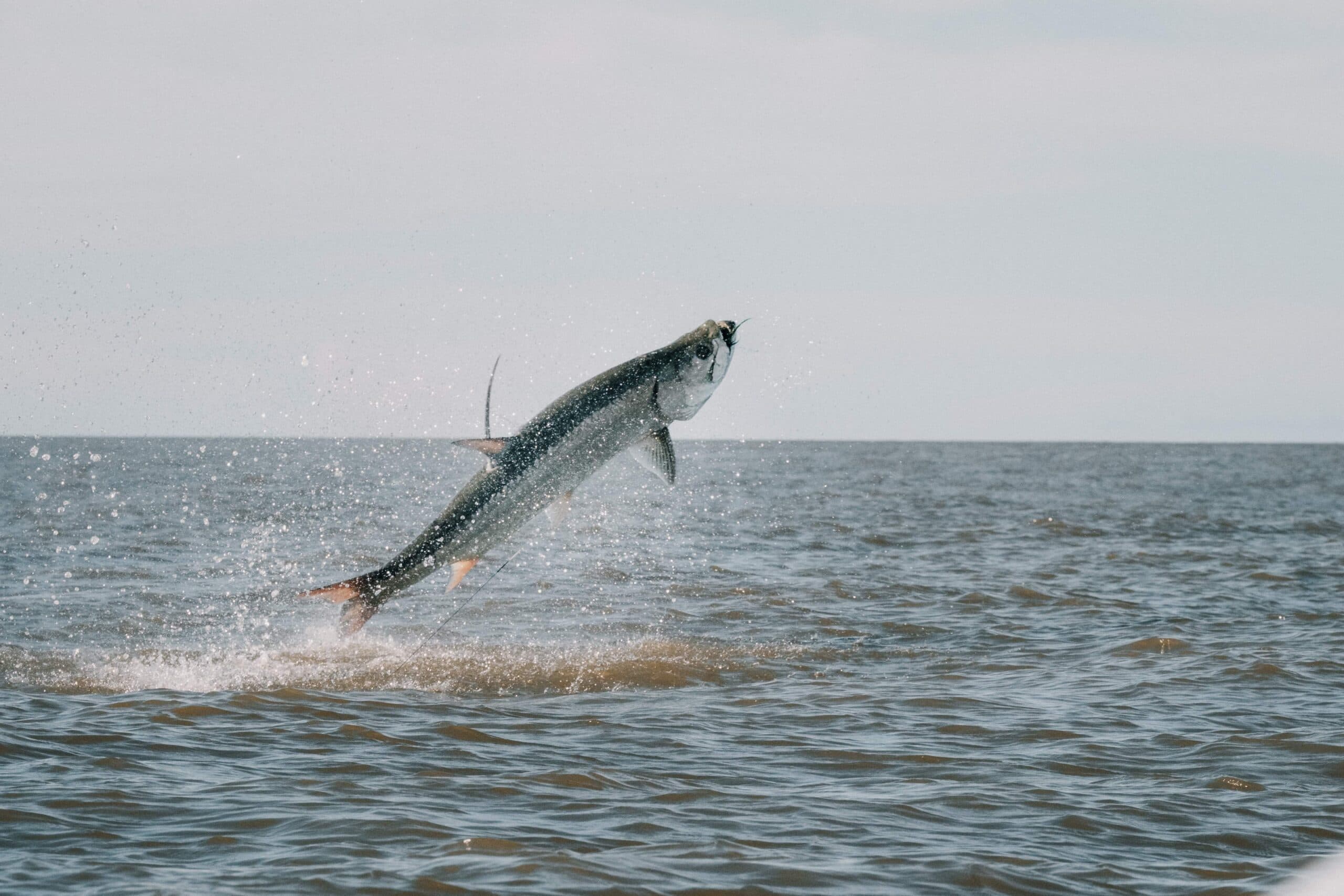 Tarpon Camp